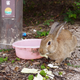 Illustration for article titled Bunny Island Is Cute, Furry, and Depressing